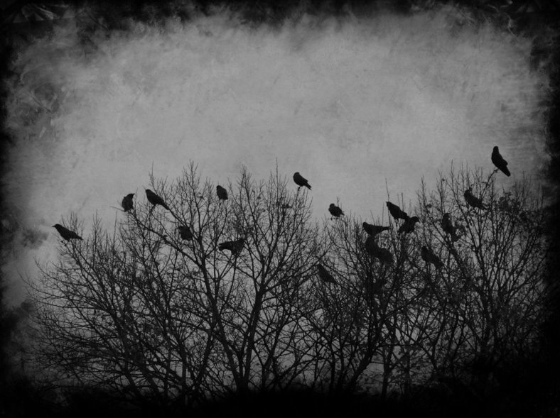 crows