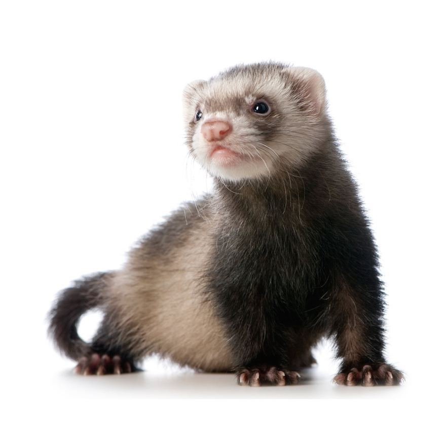 ferret