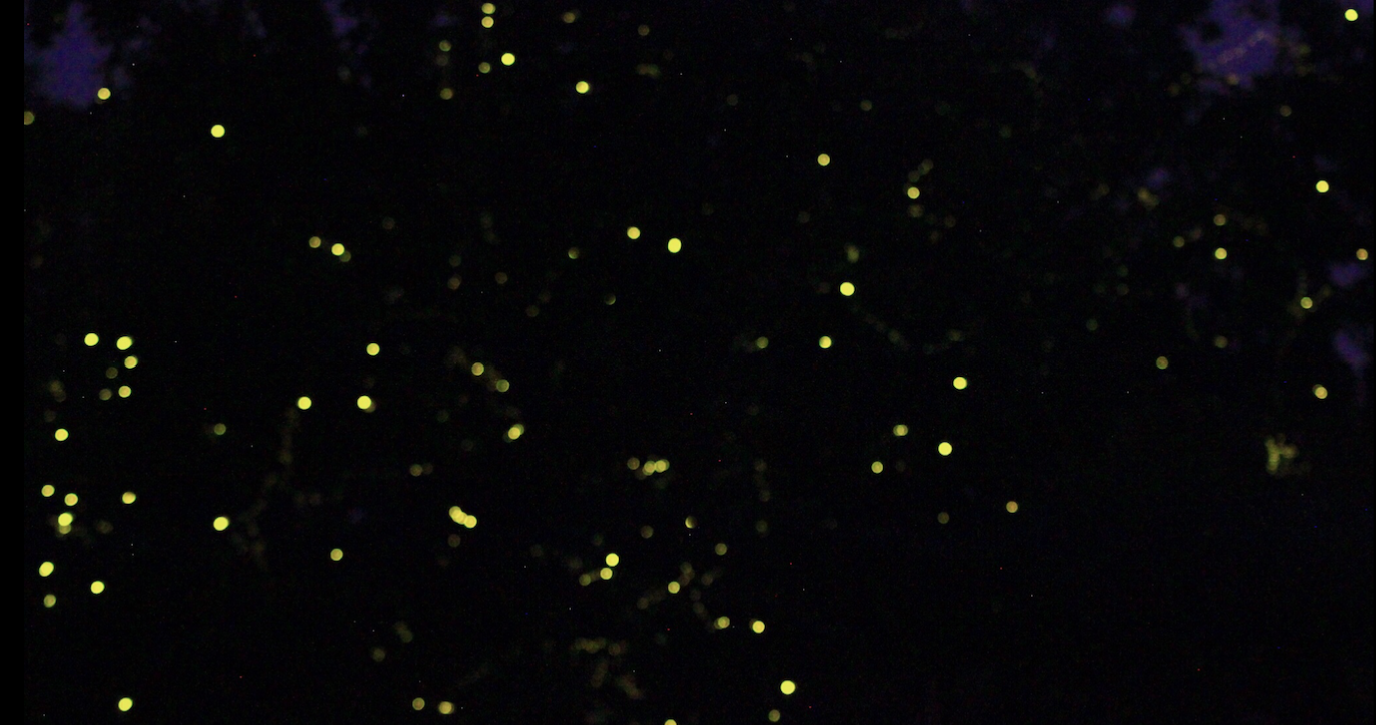 fireflies in autumn