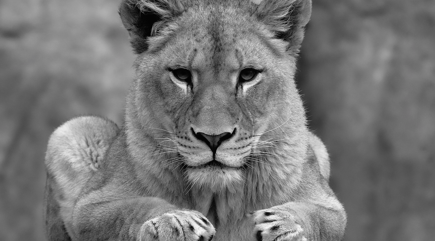 lioness