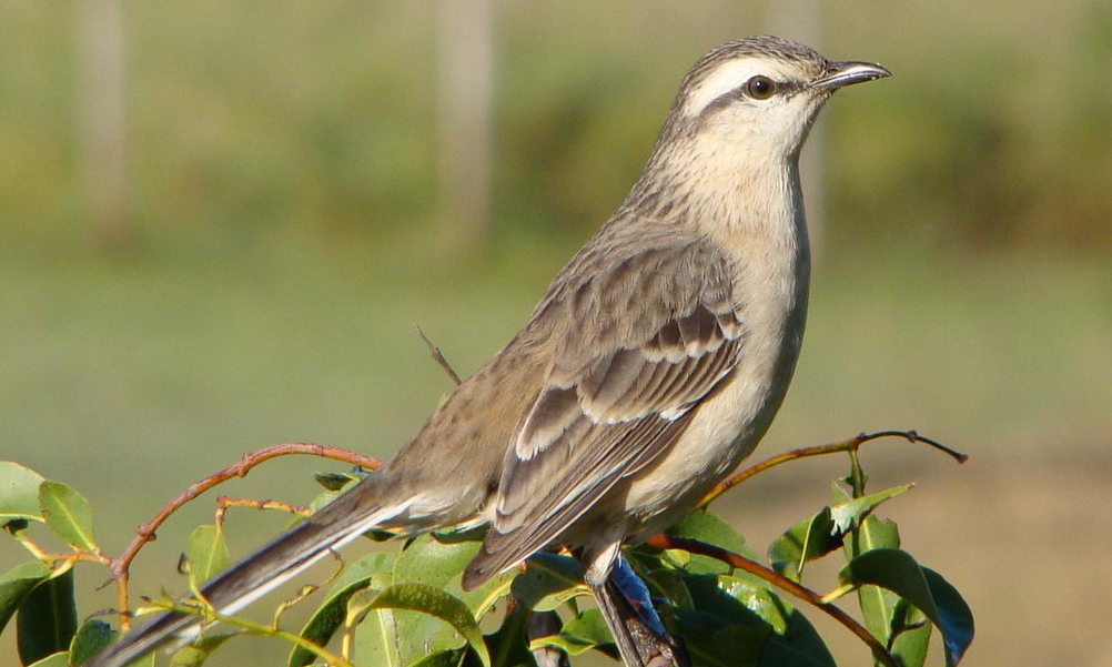 mockingbird