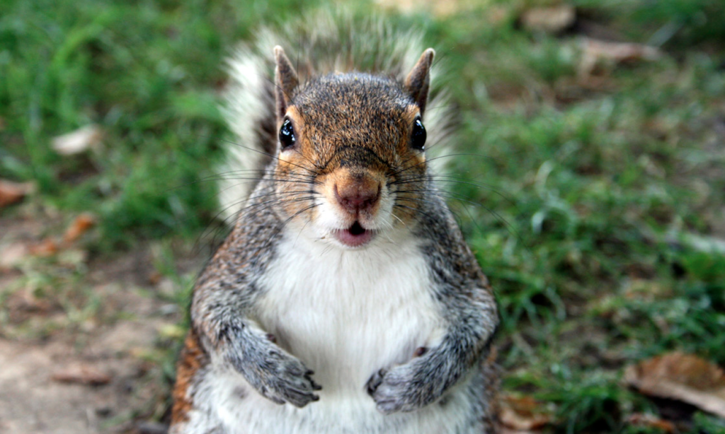 squirrel