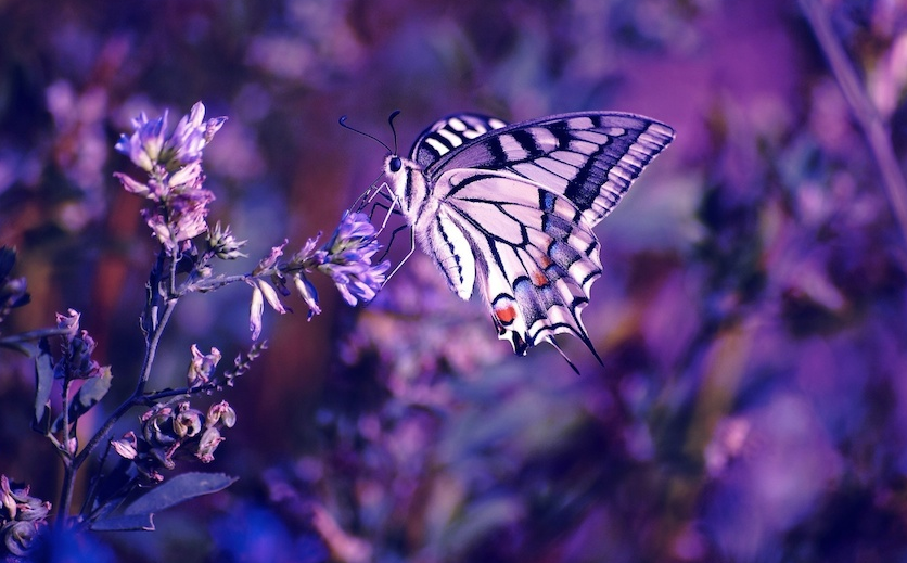 butterfly